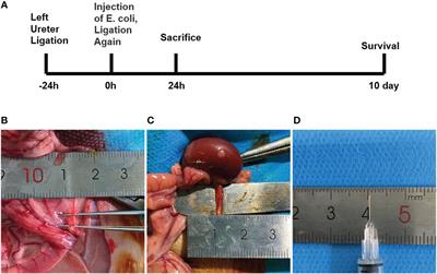 A novel model of urosepsis in rats developed by injection of Escherichia coli into the renal pelvis